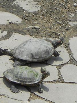 ��݂̋T���񂽂�