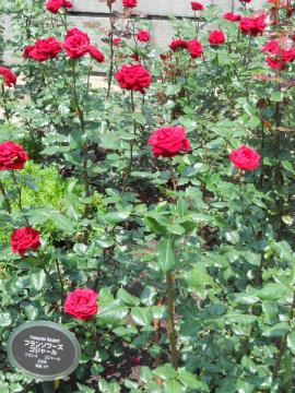 �t�����\���[�Y�E�S�W���[��