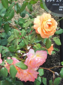 ���f�B�E�G�}�E�n�~���g��