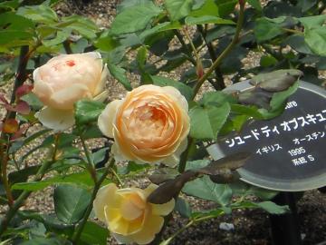 �W���[�h�E�W�E�I�u�X�L���A