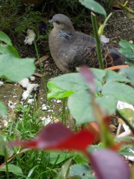 �w���͂悤�I�x�n�g�N