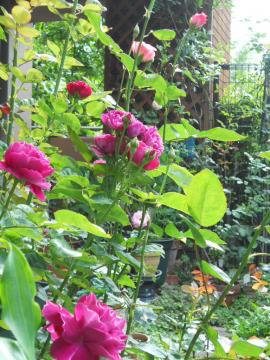 �������󂯂ăo�����E�G���U�x�X