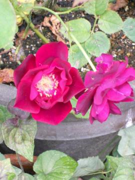 �}���؂̉ԃ��C14��