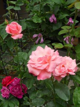 �N�C�[���G���U�x�X�ƃN���}�`�X