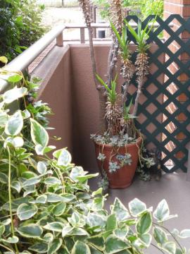 ��������������̃o���R�j�[