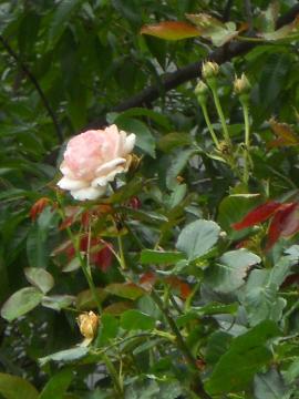 �Ԃ�炫�����T�[��