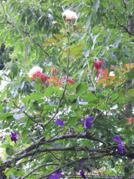 �Ԃ�炫�����T�[��