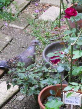 ���C14���𒭂߂�