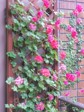 �A�C�r�[�[���j�E���̗U��