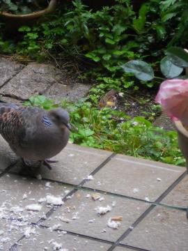 �e���X�Œ��H