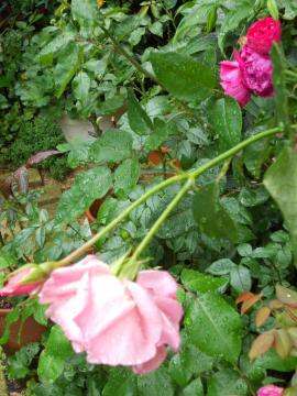 �J�オ��̃G���U�x�X