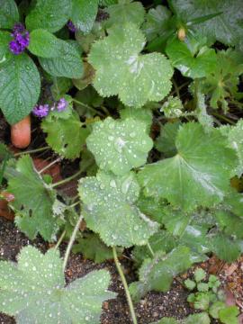 �A���P�~�������X