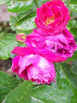 �o�����E�W���[�h�D����