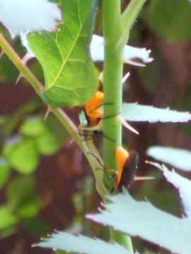 �`���E�����o�`�̃y�A