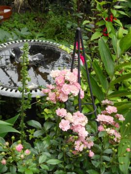 �J�T�u�����J�ƃU�E�t�F�A���[