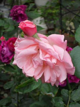 �N�C�[���G���U�x�X