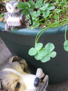 �l�t�̃N���[�o�[