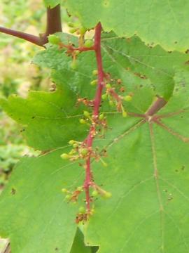 �u�h�E���̃u�h�E