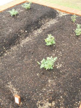 �����܃X�C�J