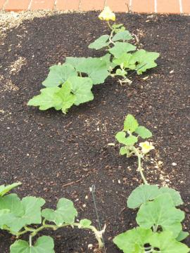 ���ԁi���܁j�J�{�`��