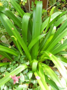 �A�K�p���T�X