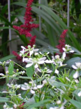 ���[�t�H���r�A�F�_�C�������h�E�t���X�g