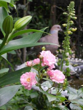 �U�E�t�F�A���[�ƃJ�T�u�����J���Q