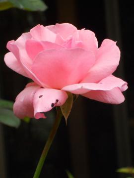 �N�C�[���G���U�x�X