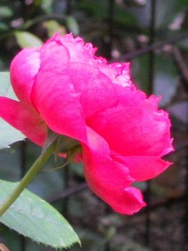 �x���W���~���u���e��