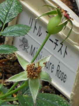 ���g���A�[�`�X�g�̎�