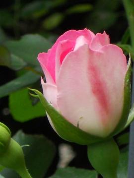 �[���̃X�g���x���[�A�C�X