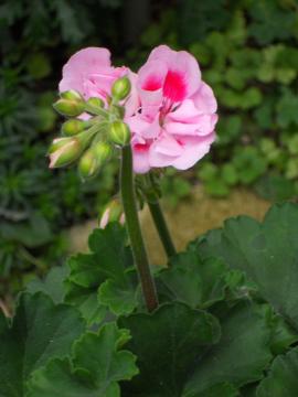 �A�C�r�[�[���j�E��������