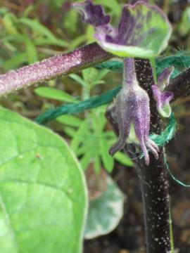 ���Ȃ��̎�