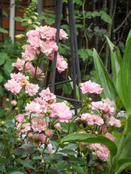 �����̃t�F�A���[