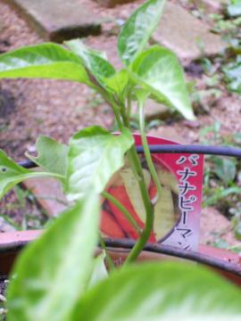 �o�i�i�s�[�}��