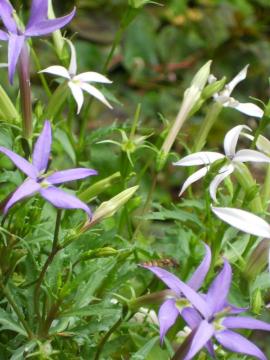 �C�\�g�}�ɉJ�h��̒�