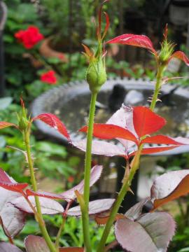 �I�[�h���[�w�b�v�o�[����ԍ炫