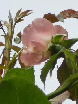 �V���p���V���z�[�v�̉����猩�グ���V���[�g�̒��_