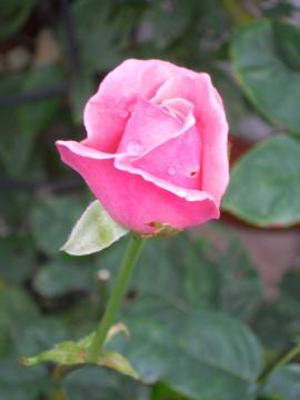 �N�C�[���G���U�x�X