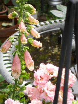 �W�L�^���X�ƃt�F�A���[