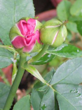 ���C���b�N���[�Y���Q