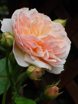 �G�u����