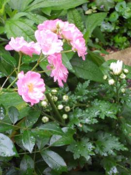 �U�E�t�F�A���[�ƃX�v���[�e�����Q