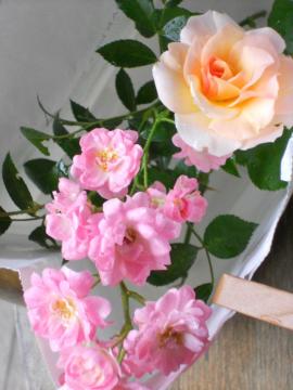 ���̓��̃v���[���g�ɓY����