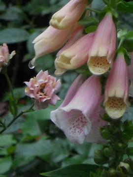 �J�オ��̒��E�E�E�W�L�^���X�̐��H