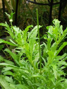 �Ɛl�͂��`��H�I