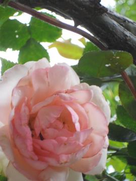 �Ԃ�炫�s�G�[���E�h���E�����T�[��