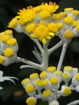 �����e�A���悢��n�܂�B