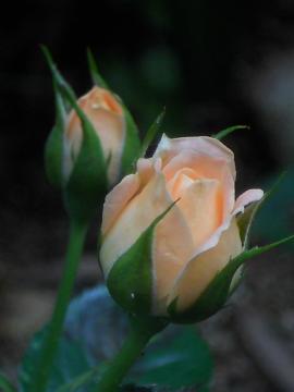 �X�C�[�g�E�h���[����ԍ炫