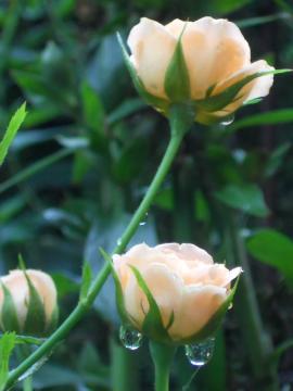 �X�C�[�g�E�h���[��